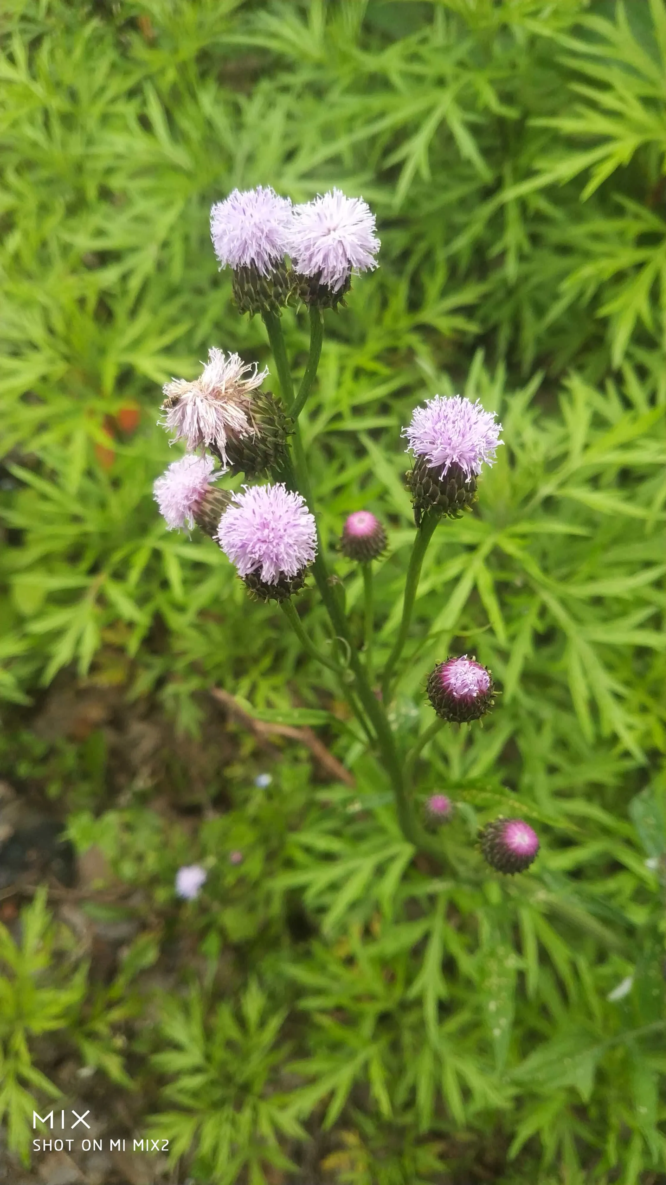 风毛菊，紫色小花，好像也是中药材。