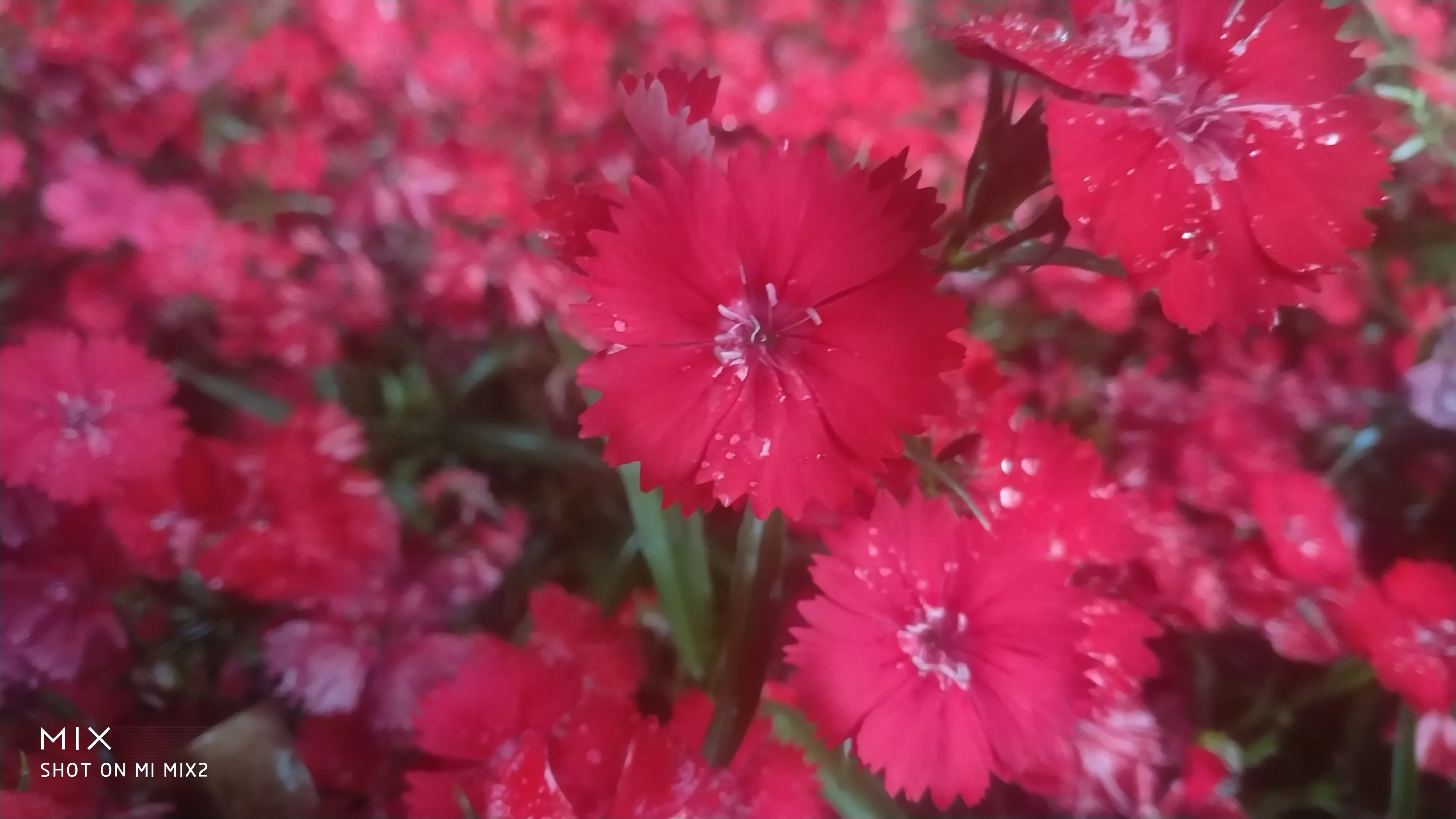 石竹