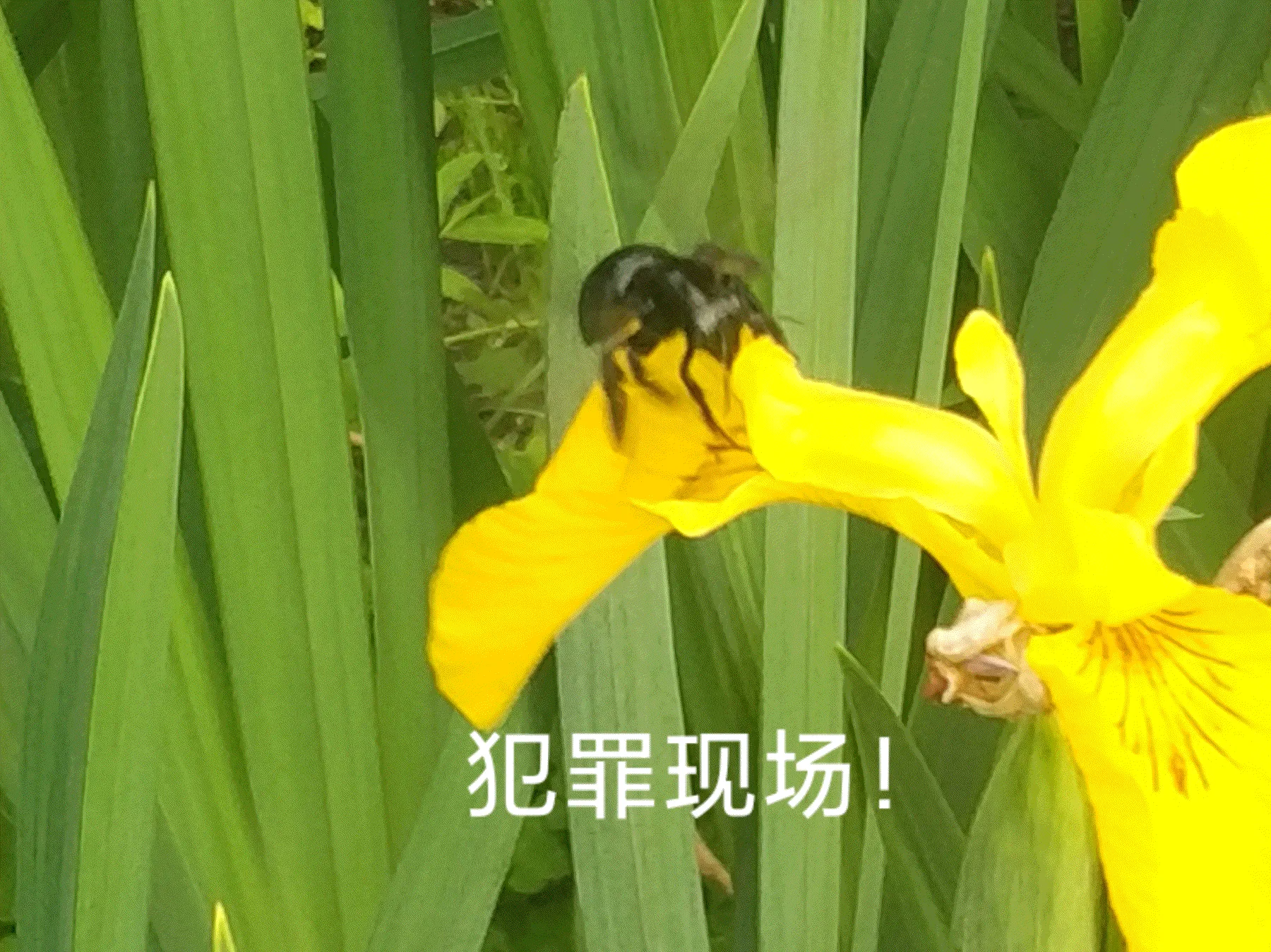 超级肥！超级肥的大黑蜜蜂，人怂不敢上去拍，这蜜蜂看这体型，就知道有无数祖国的花朵被惨遭毒手！这肚子肥的！！！没个几个月养不出来~