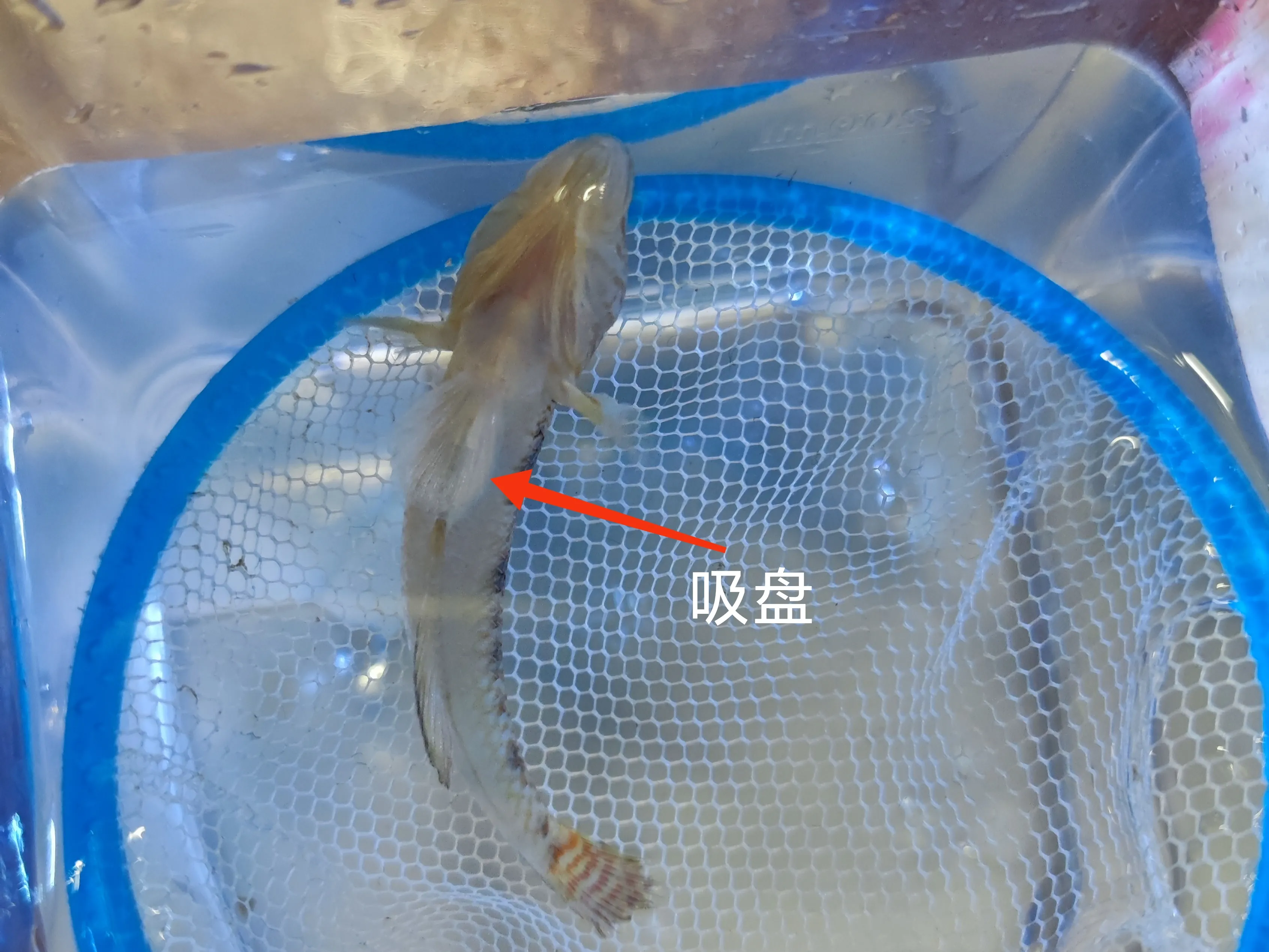 用腹鳍进化成了一个吸盘
