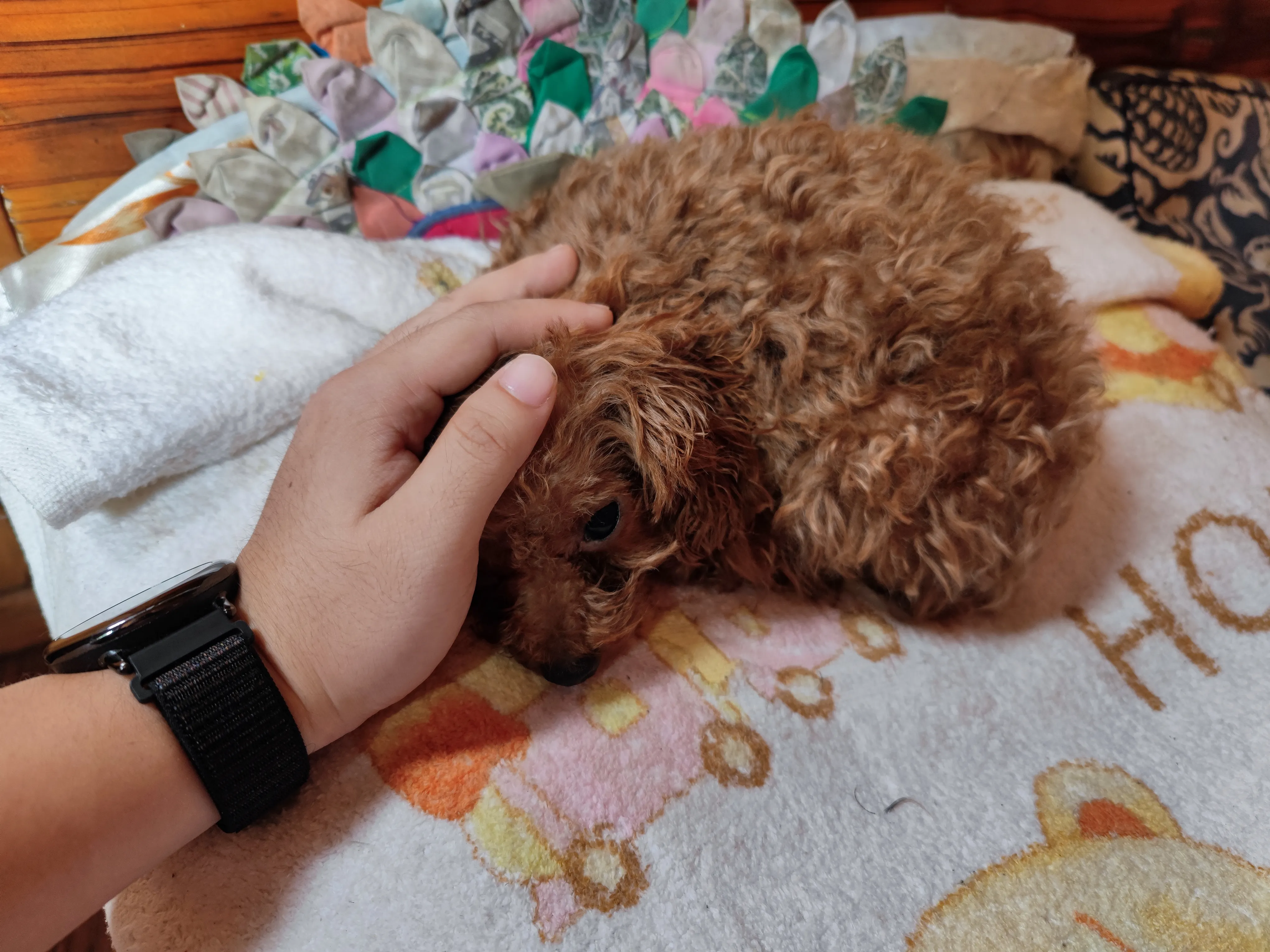 狗狗好乖