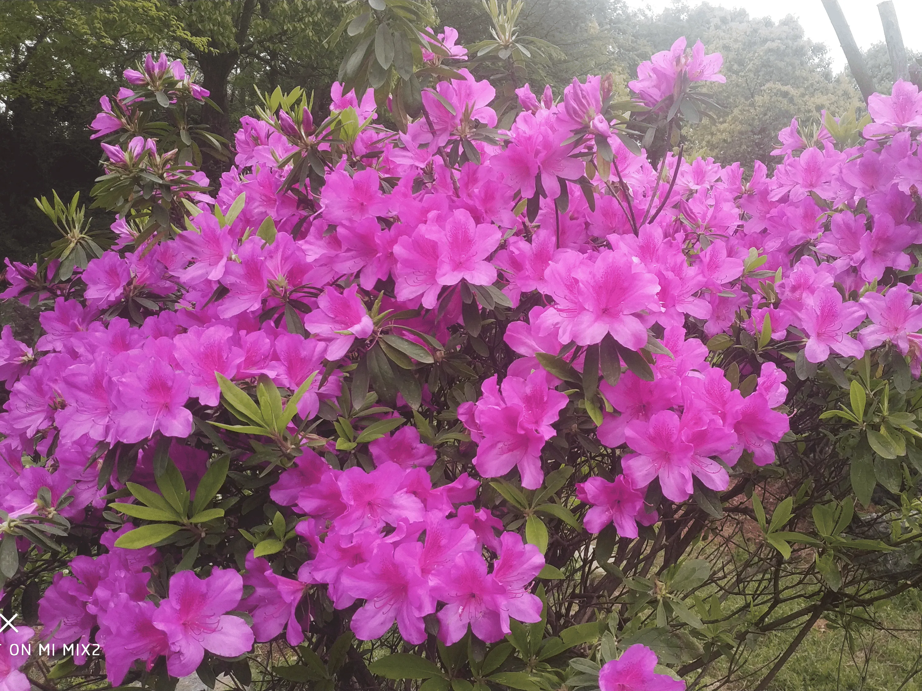 杜鹃花，也叫映山红，小时候春天后山上漫山遍野这种花。