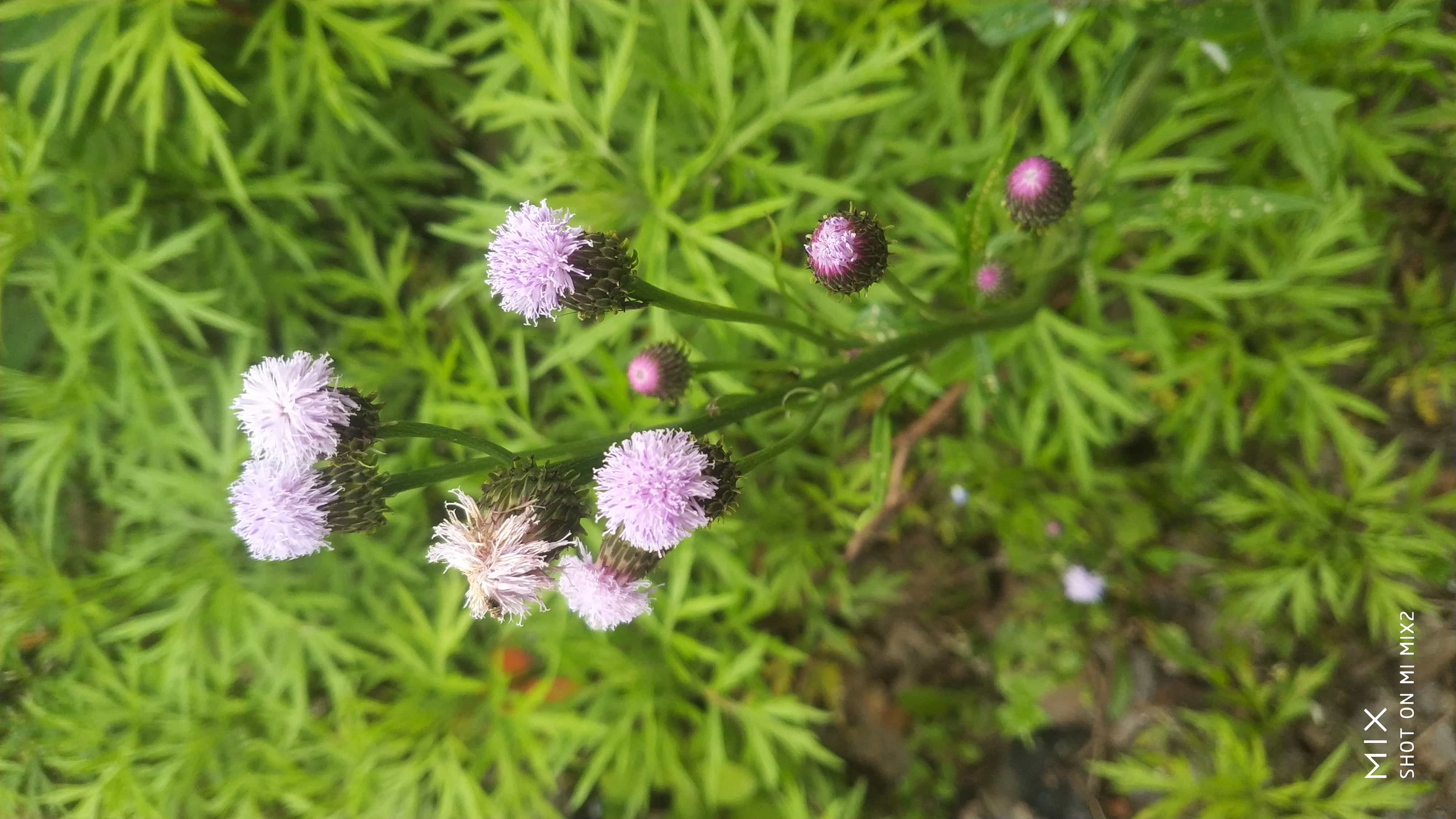 风毛菊，紫色小花，好像也是中药材。