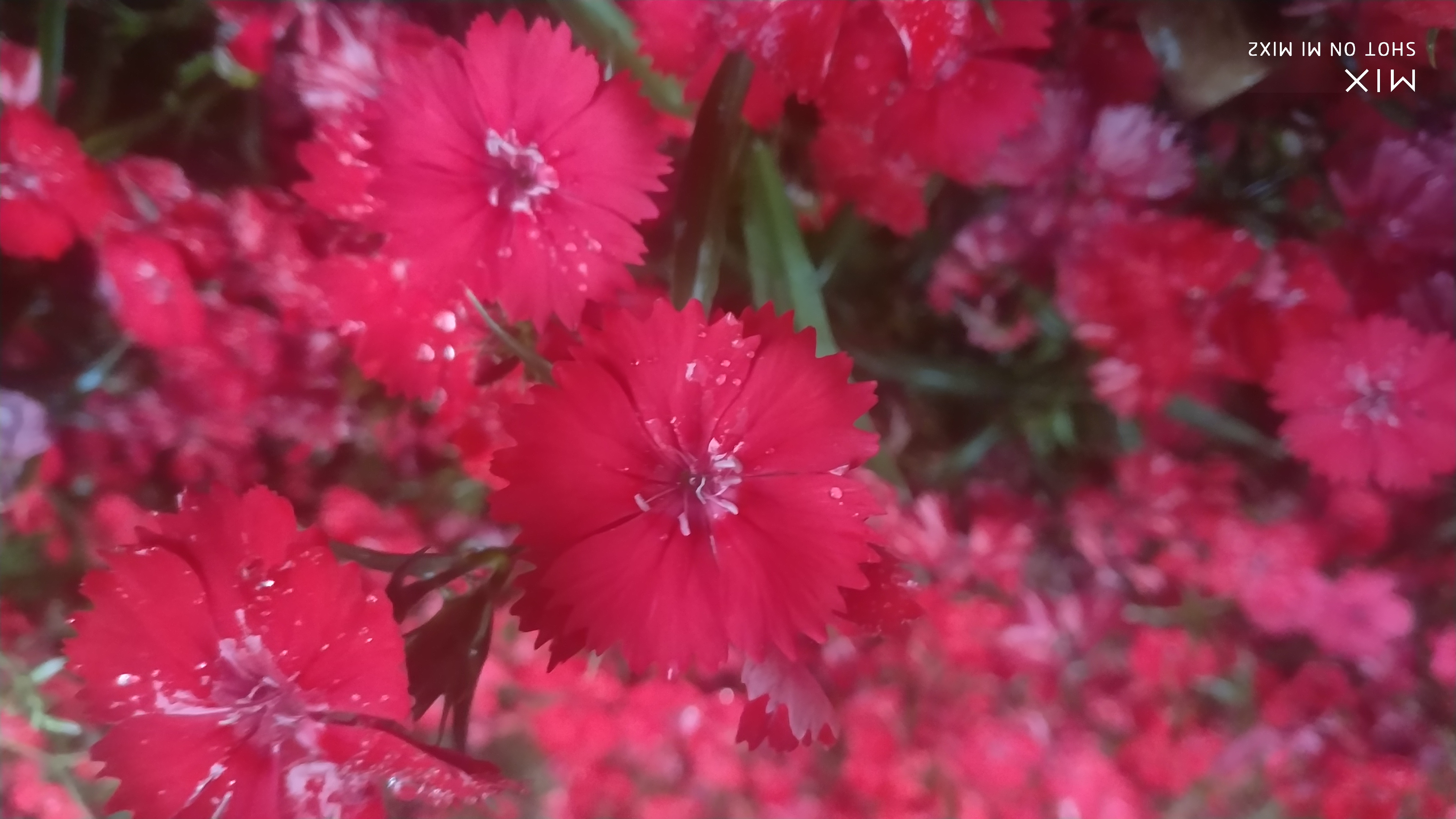 石竹