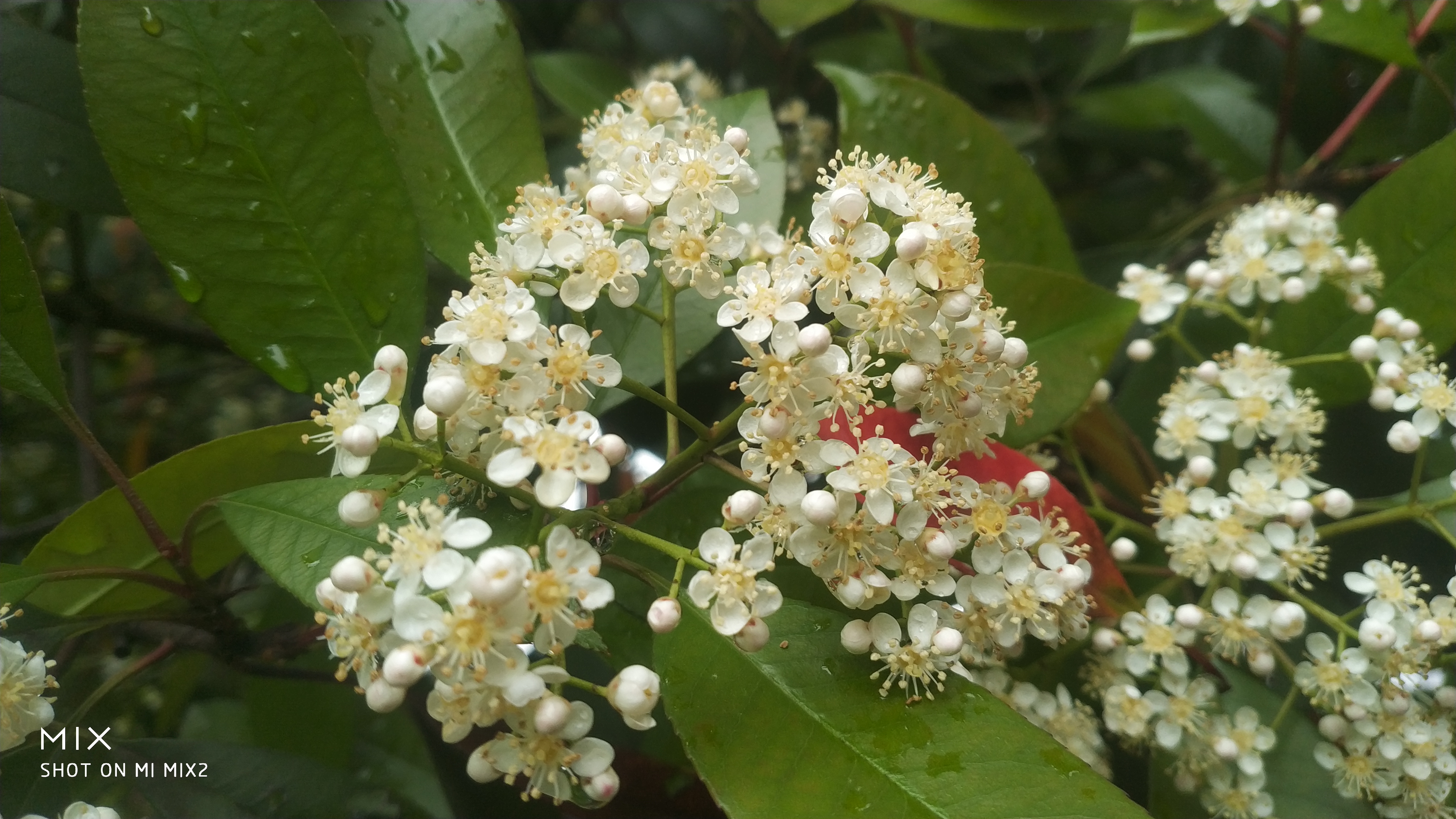 石楠花，花语竟然是孤寂、寂寥、庄严、索然无味，好！很有“精”神。 