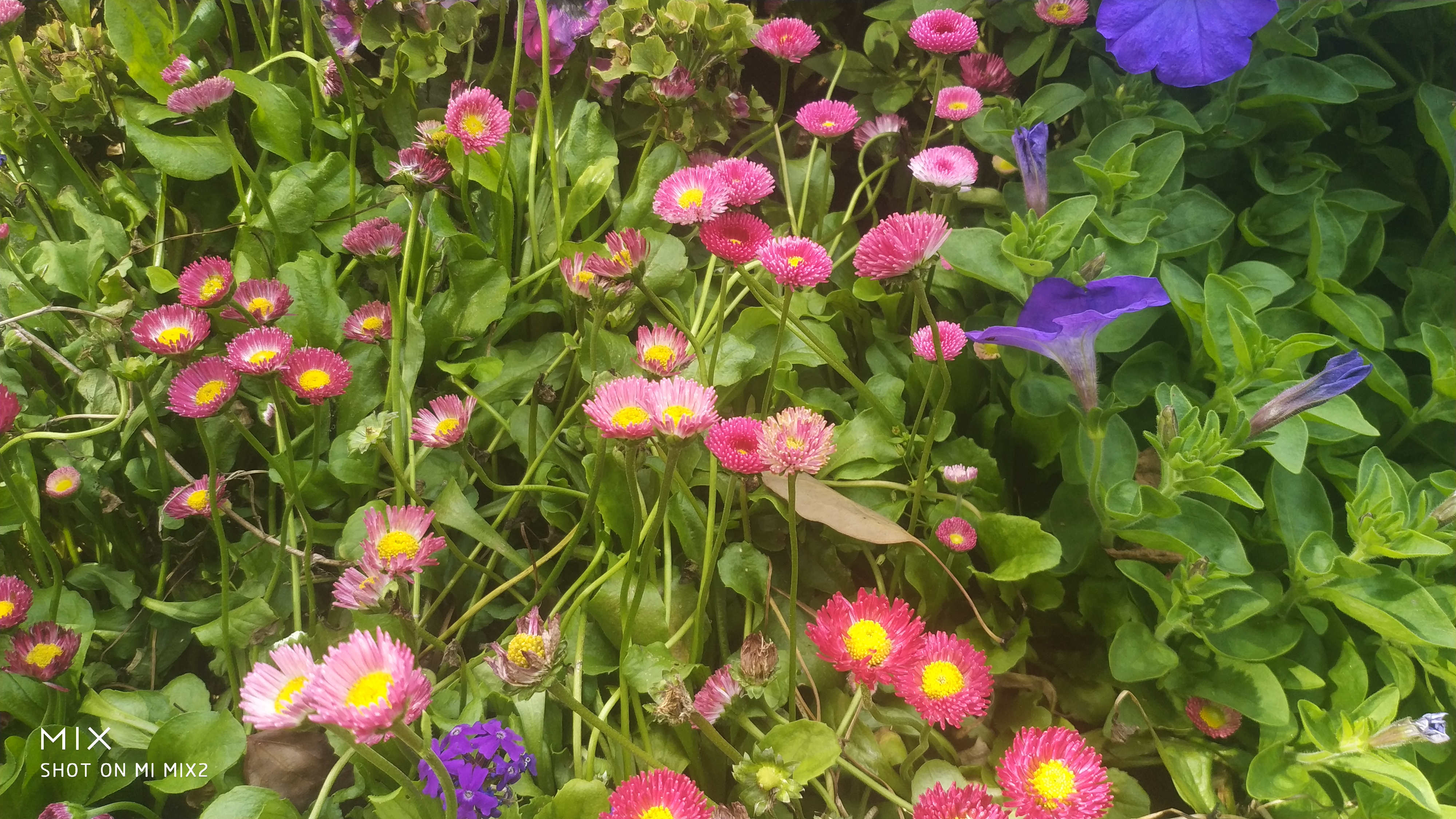 雏菊，花语天真、和平、希望、纯洁的美以及深藏在心底的爱，希望以后能送一朵出去。