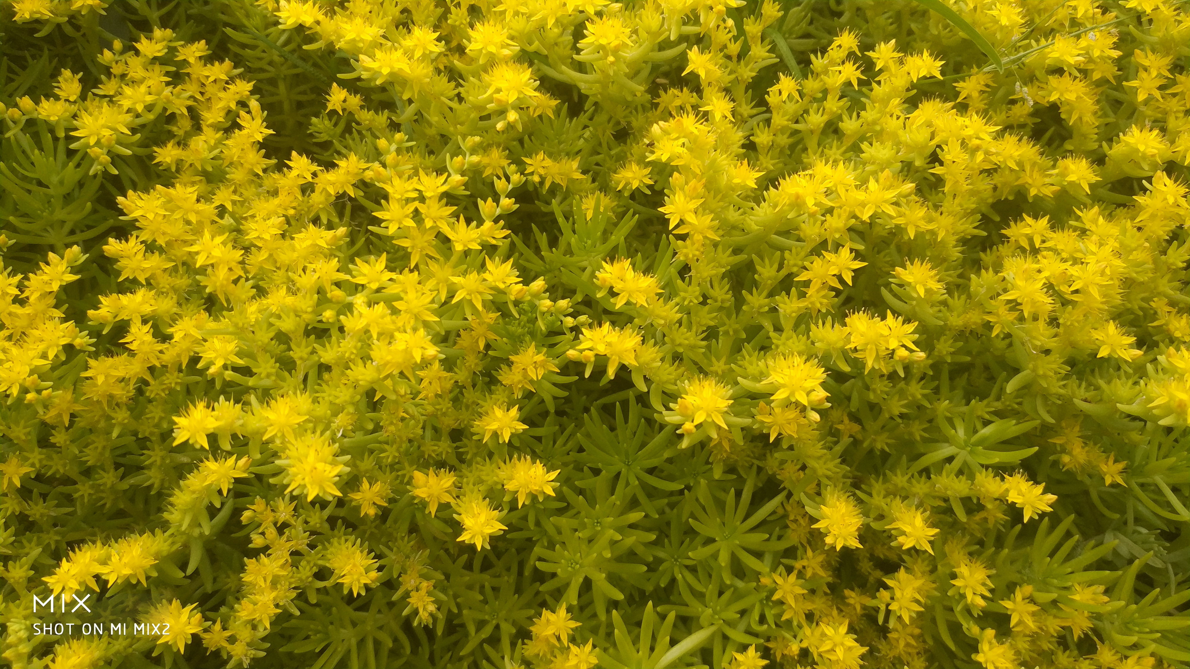 佛甲草