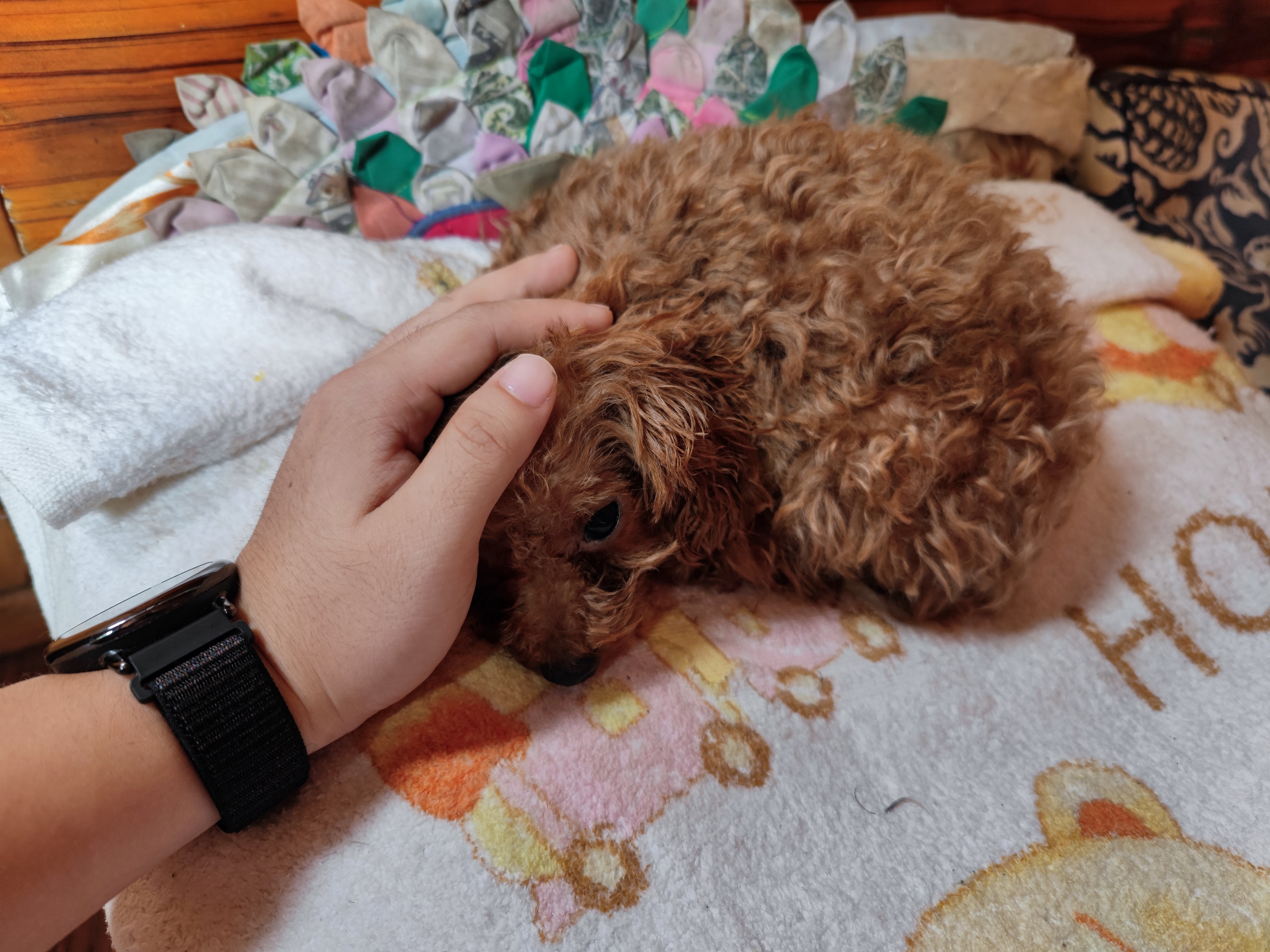 狗狗好乖