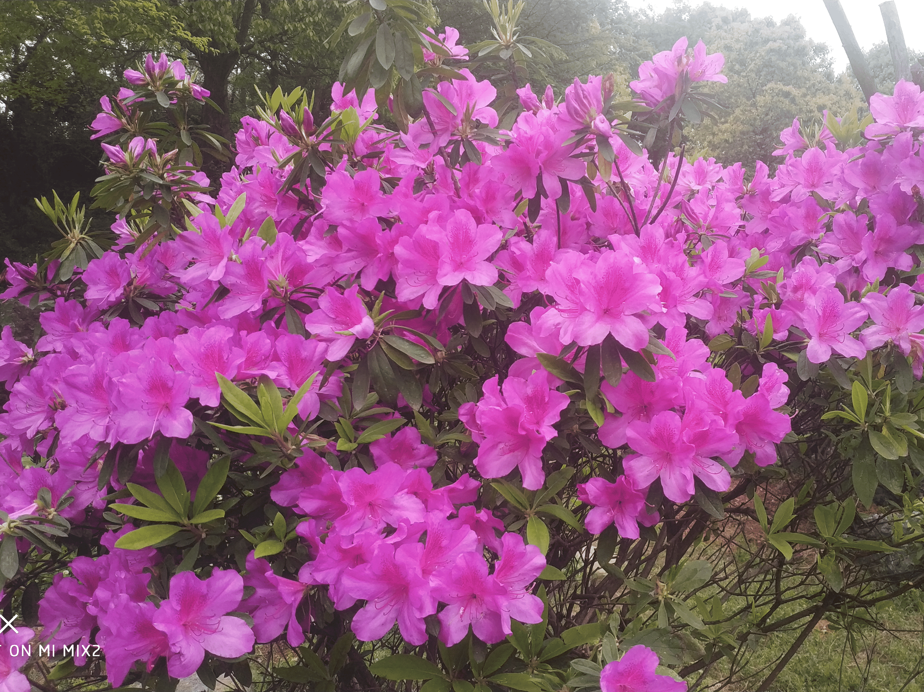 杜鹃花，也叫映山红，小时候春天后山上漫山遍野这种花。